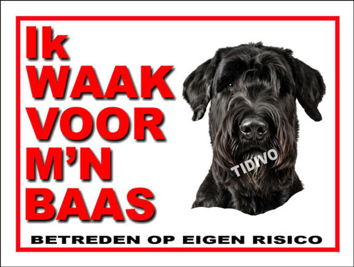 Riesenschnauzer 9