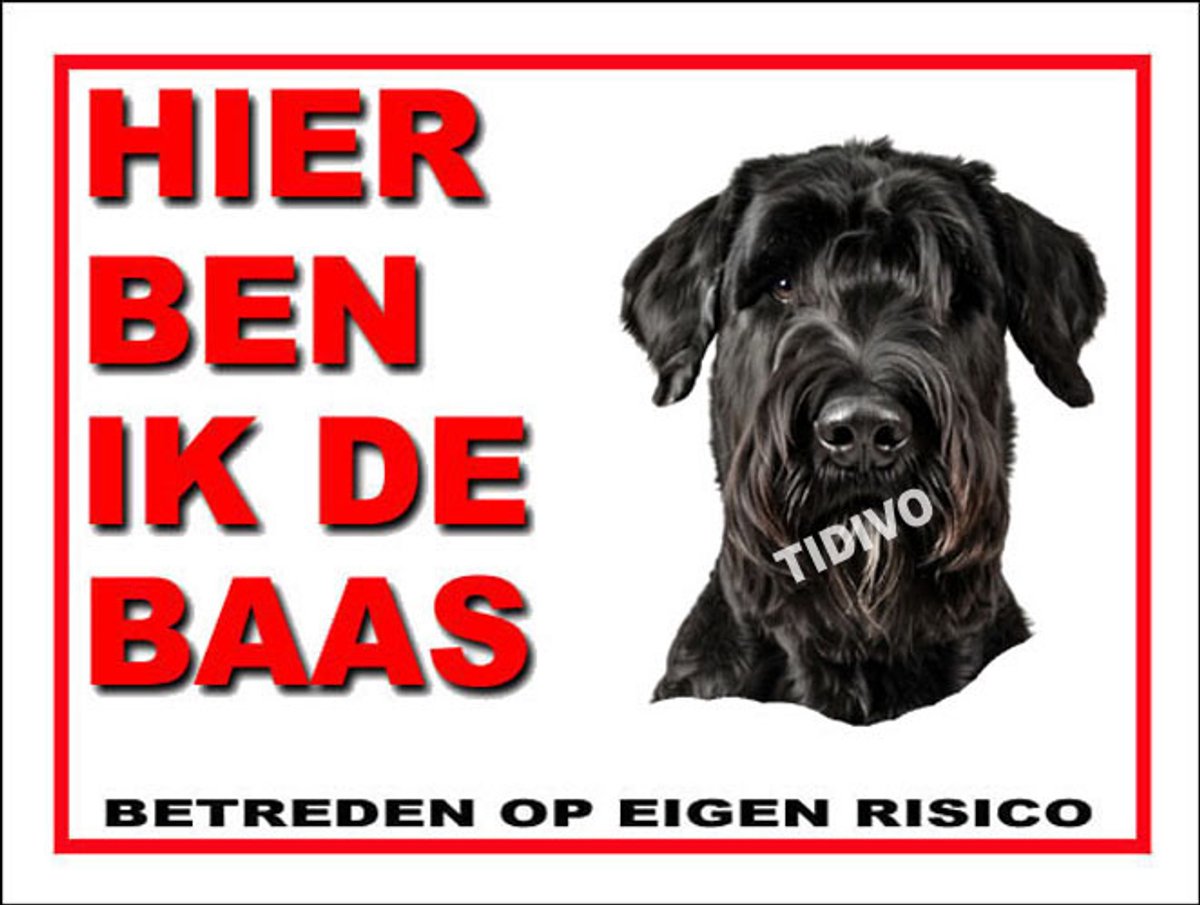 Riesenschnauzer 2
