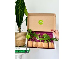Verrassingsbox – 5 verse kamerplanten stekjes in brievenbusdoos | Luchtzuiverende Planten | Mystery Box | Planten Cadeau | Stekken