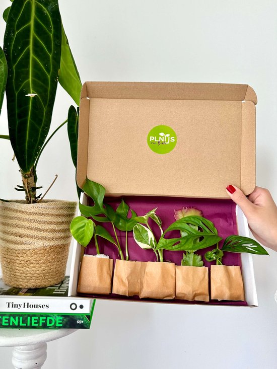 Een open bruine kartonnen doos met vijf kamerplanten stekjes, naast een grote groene kamerplant in een gevlochten pot.