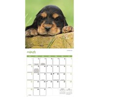 Puppies Kalender 2026