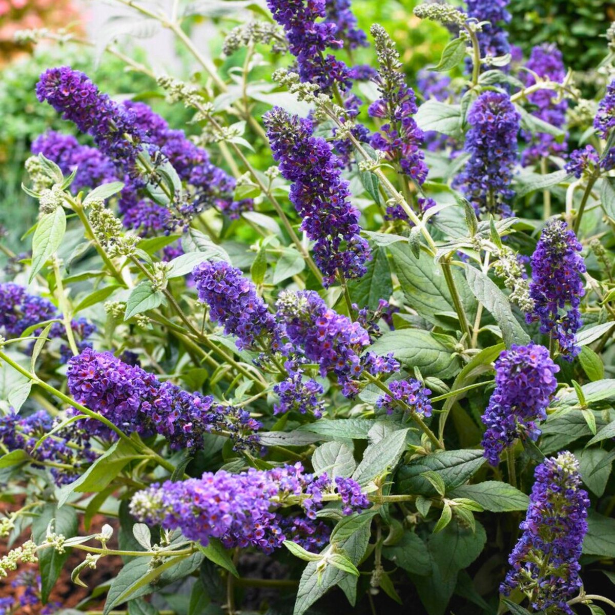 Vlinderstruik (Buddleja Davidii) - Blue Chip - Vaste planten - Bijen-Vlinders - Geurend - Zomerbollen - bloeit in Juli / Augustus / September