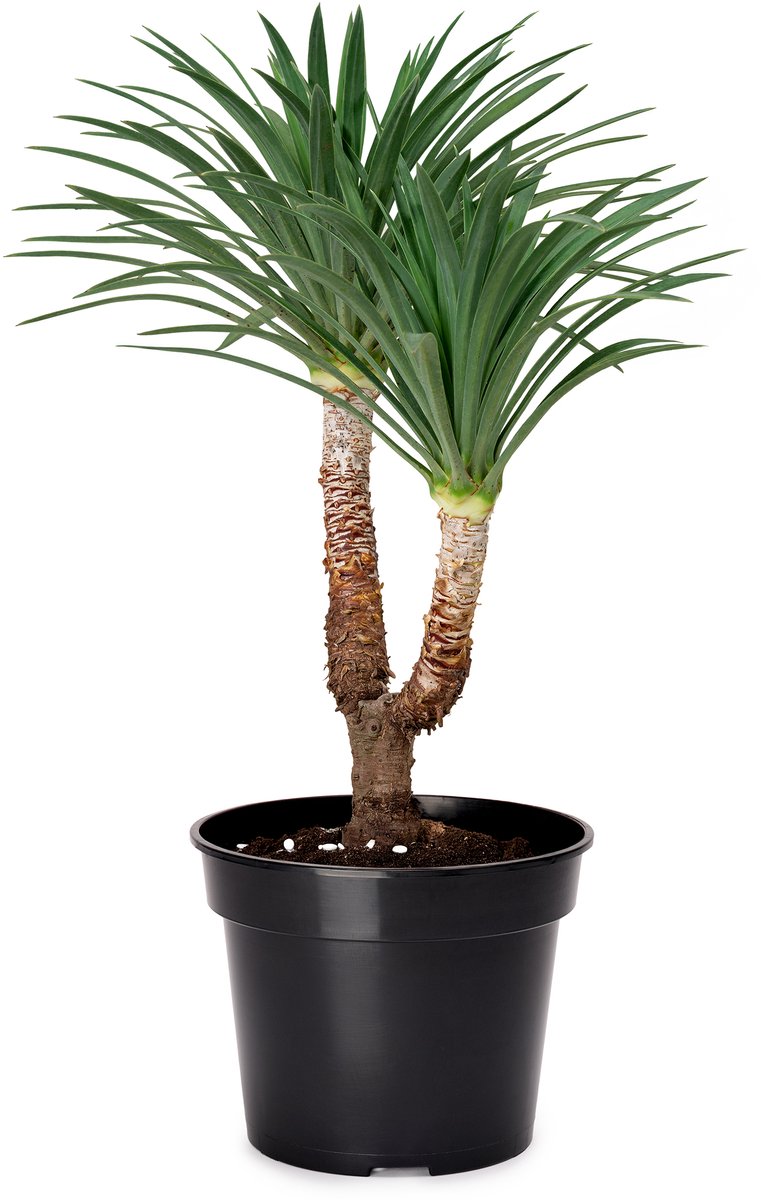 Garronda Plantenpot Bloempot - Kunststof - Rond - Plantenbak – GD-NIC-SBX90