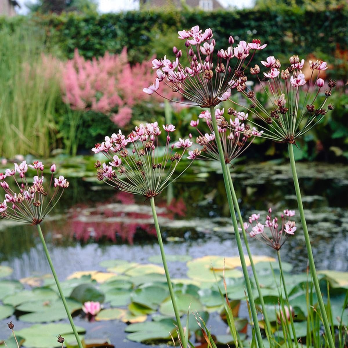 Zwanenbloem Vijverplant - Waterplant - Vijver Decoratie - Winterhard - 15-25 cm hoog