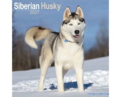 Siberian Husky Kalender 2027