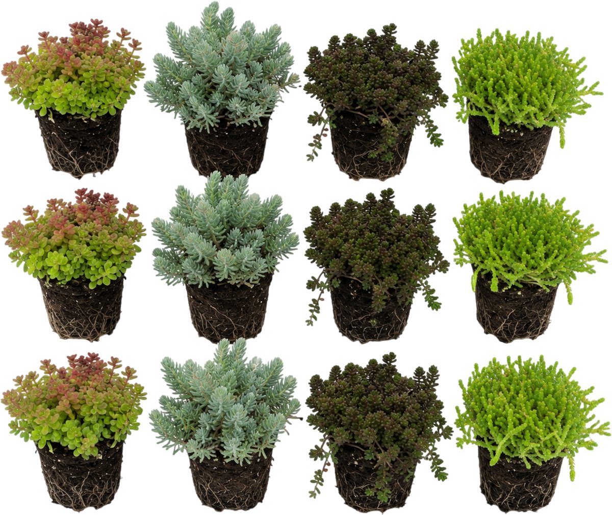 vdvelde.com - Sedum Vetkruid Gemengd 12 Stuks P9 - Rotsplanten Mix Vijverrand - Bodembedekker Winterhard - Bijenplant Droogteresistent Rotstuin