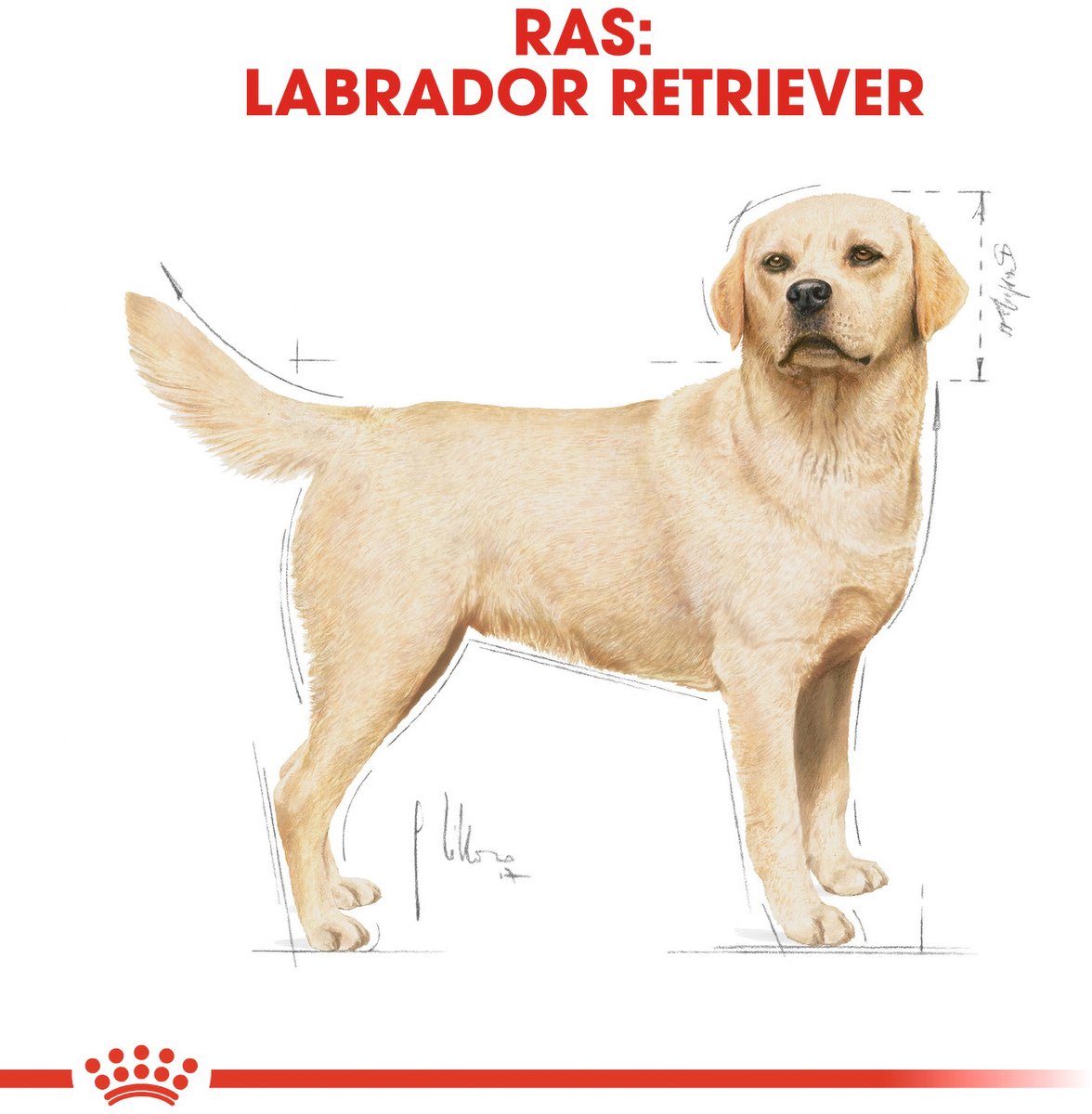 Royal Canin Labrador Adult 12kg: rasse-specifiek voer thumbnail 6