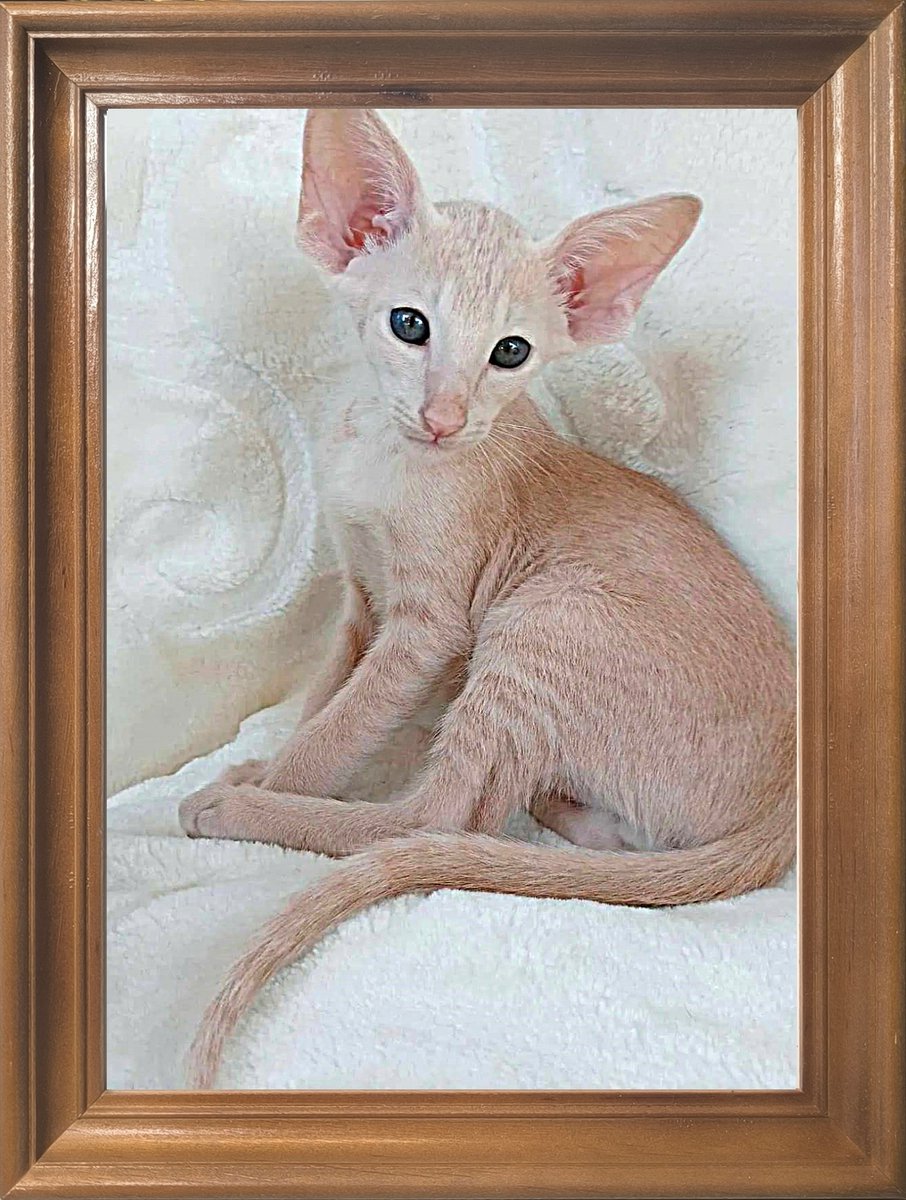 Klassiek Houten Fotolijst 15x21 cm - Wand & Tafel Model