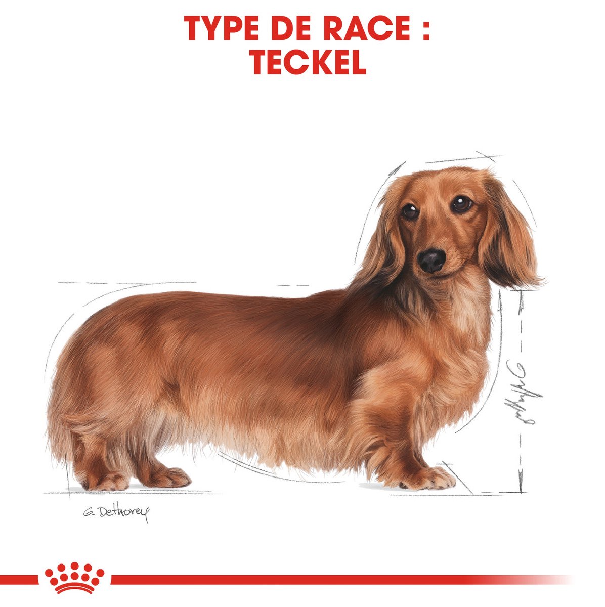 Royal Canin Dachshund Adult - Rasspecifiek voer voor teckels thumbnail 5
