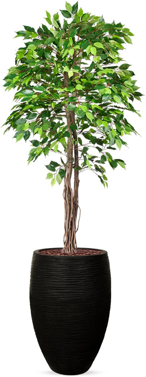 HTT Decorations Kunstplant Ficus groen in vaas elegant Rib zwart H230 cm