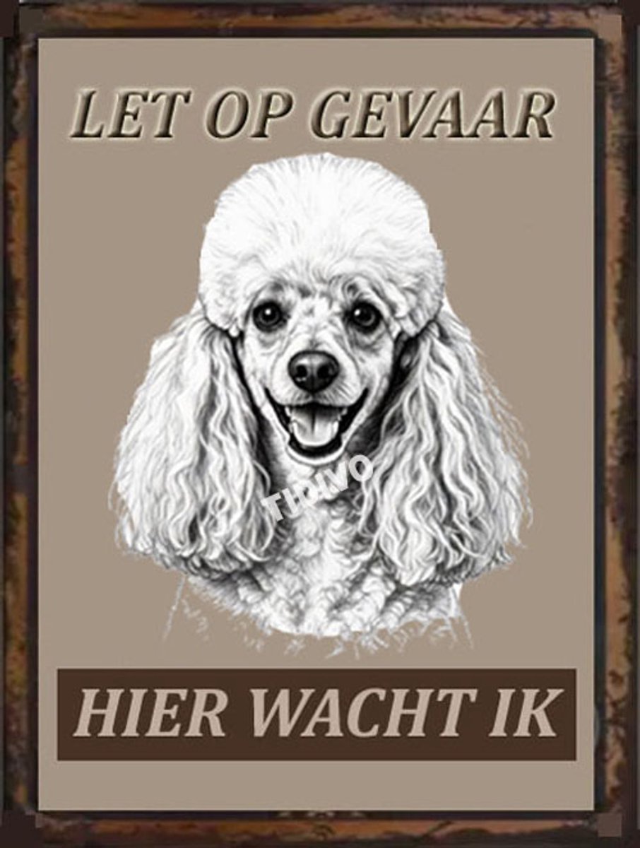 Dwergpoedel 18