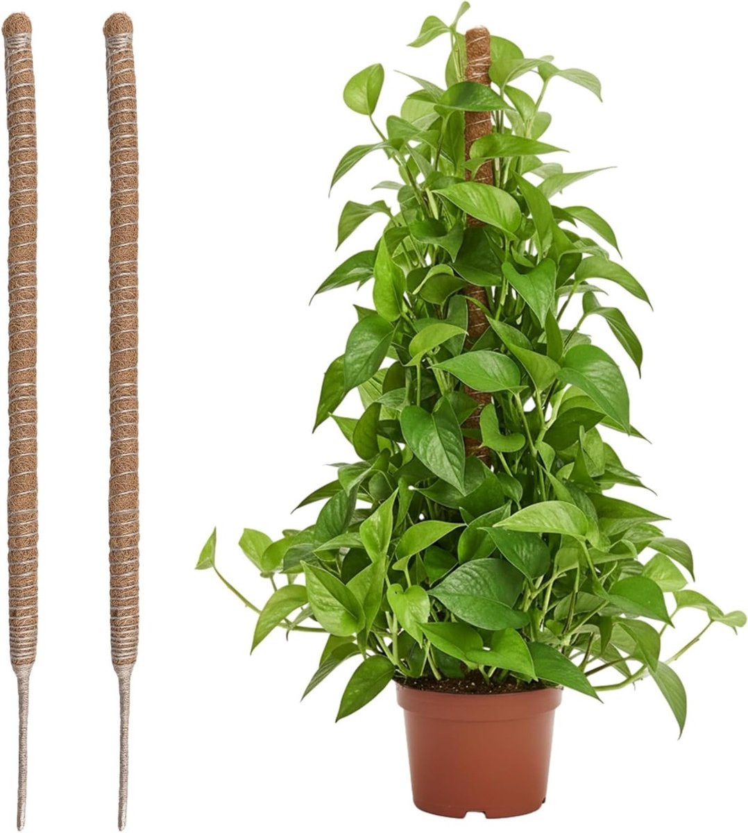 2 Stuks Mosstok voor Monstera, Kokosvezel Klimondersteuning, Plant Support voor Klimplanten, 60 cm Hoog
