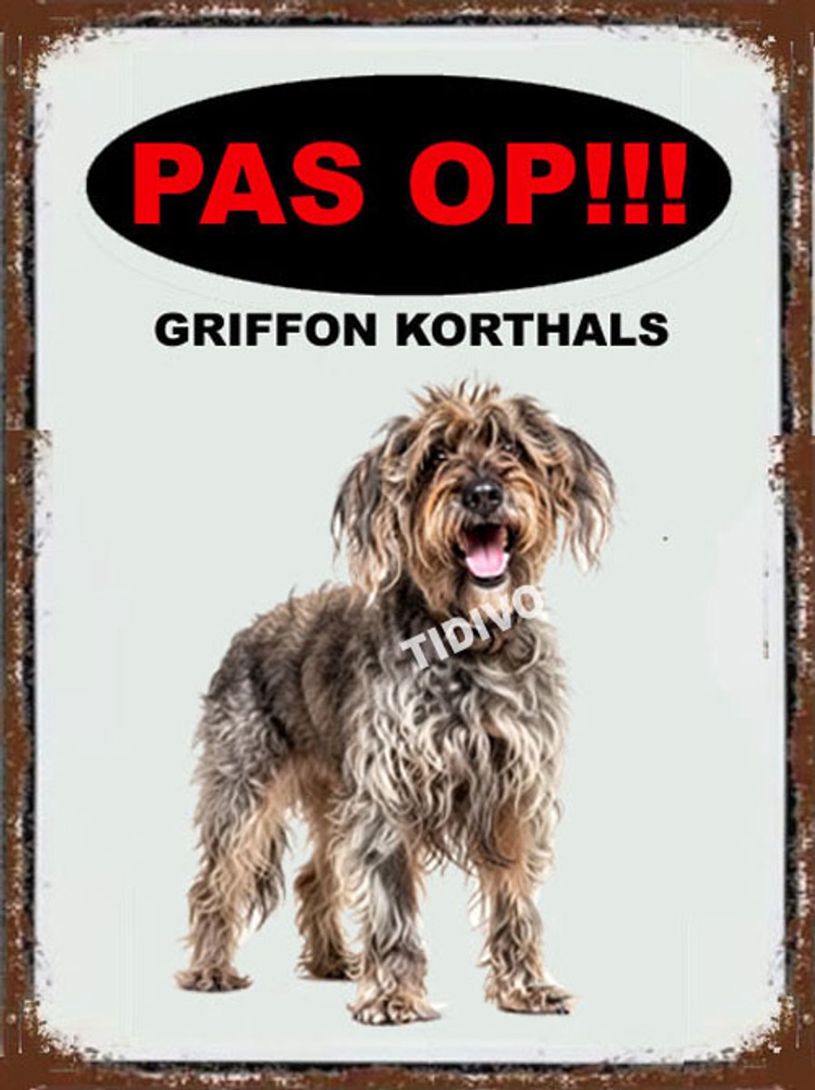 Griffon Korthals 17