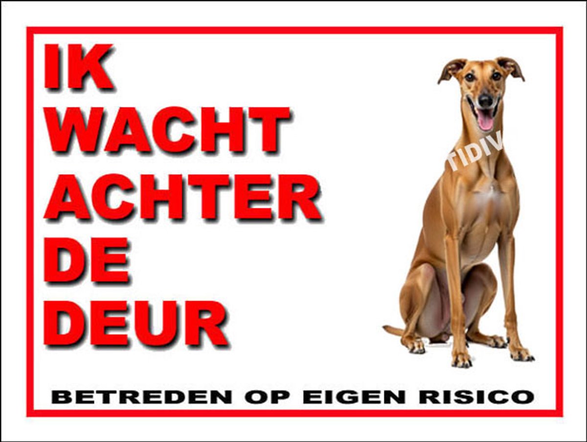 Galgo Español 10
