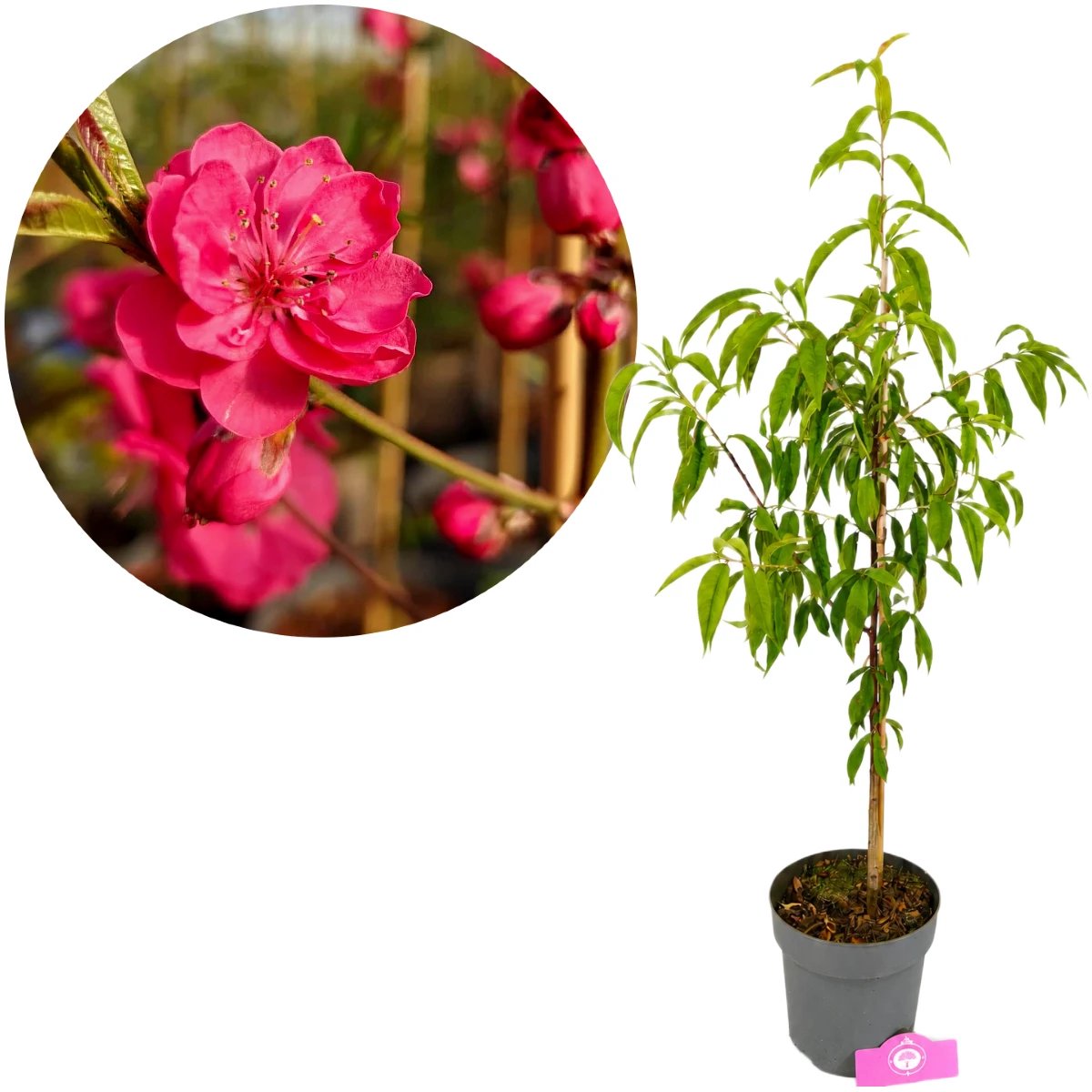 Prunus persica 'Melred' Perzikboom, Roze-Rode bloei, hoogte 70 - 80cm, 3 liter pot