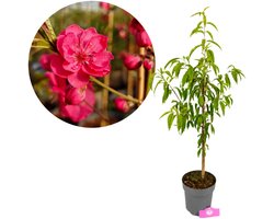 Prunus persica 'Melred' Perzikboom, Roze-Rode bloei, hoogte 70 - 80cm, 3 liter pot