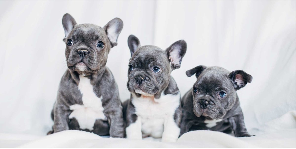 Animal Pictures French Bulldogs - Strandlaken - 70 x 140 cm - Wit