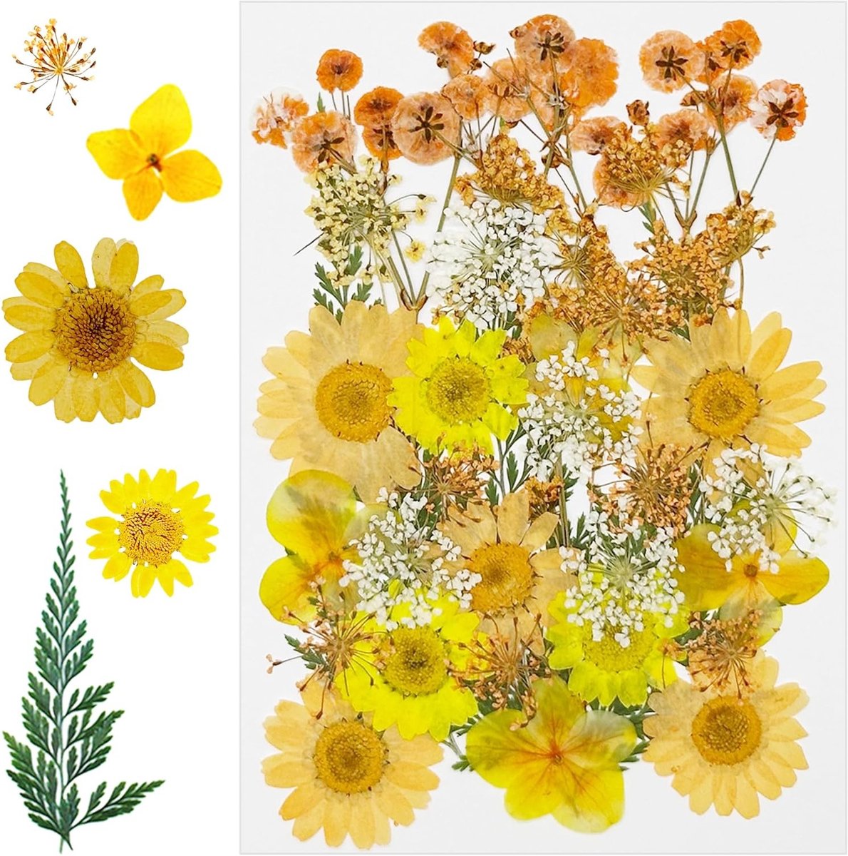 33-delige Set Natuurlijke Gedroogde Bloemen - Gele Persbloemen voor DIY, Resin, Scrapbooking en Sieraden maken