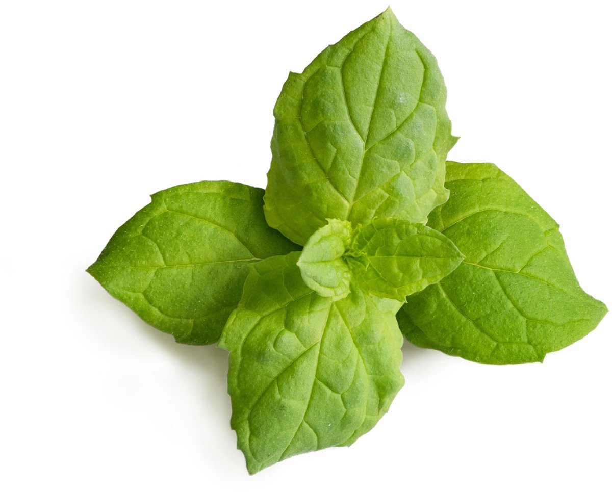 Véritable® Lingot® Organic Maroccan Mint - MAROKAANSE MUNT  navulling voor alle Véritable® binnenmoestuin-toestellen