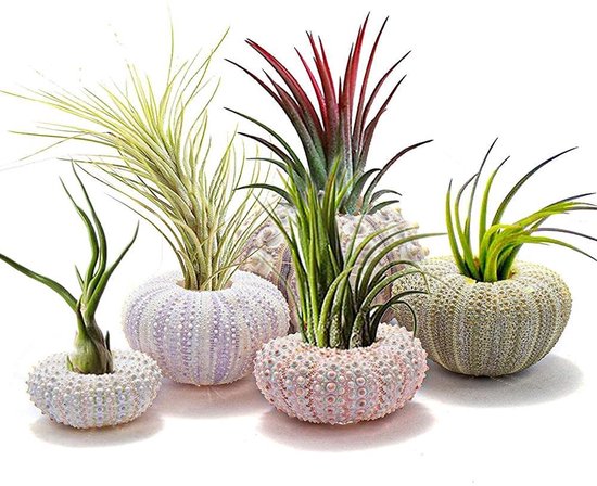 Dailygoods- Luchtplanthouder 5-delige set - Mini Bloempotten - Decoratieve Hangpot - Zee-egel Schalen - Geschikt voor Luchtplanten - Materiaal: Schelp - Plantenpot