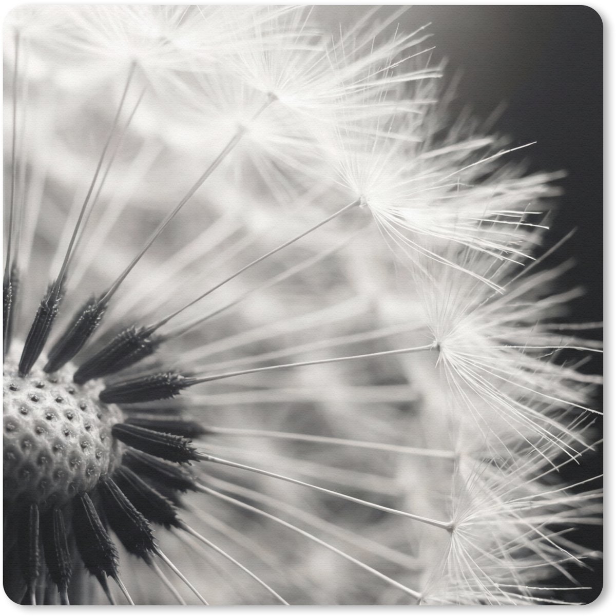 Muismat 20x20 cm - Mousepad Paardenbloem - Zwart - Wit - Muismatten