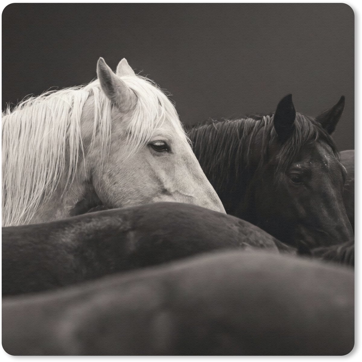 Muismat 20x20 cm - Mousepad Paarden - Zwart - Wit - Kudde - Muismatten