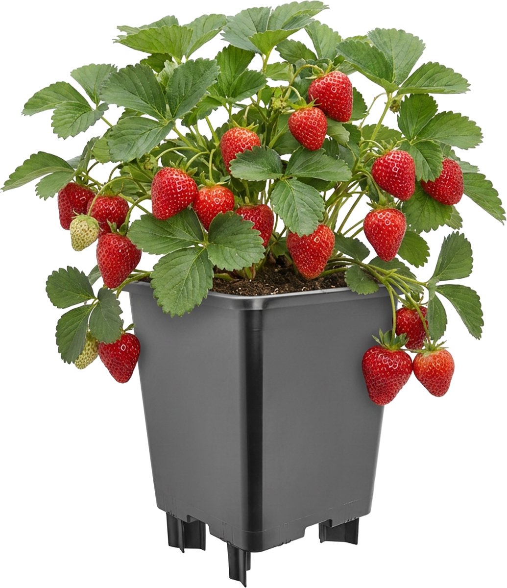 Garronda Kunststof bloempot met poten voor aardbeien en frambozen (Zwart, 21 x 21 x 26,5 cm – 7 L) GD-KW-F