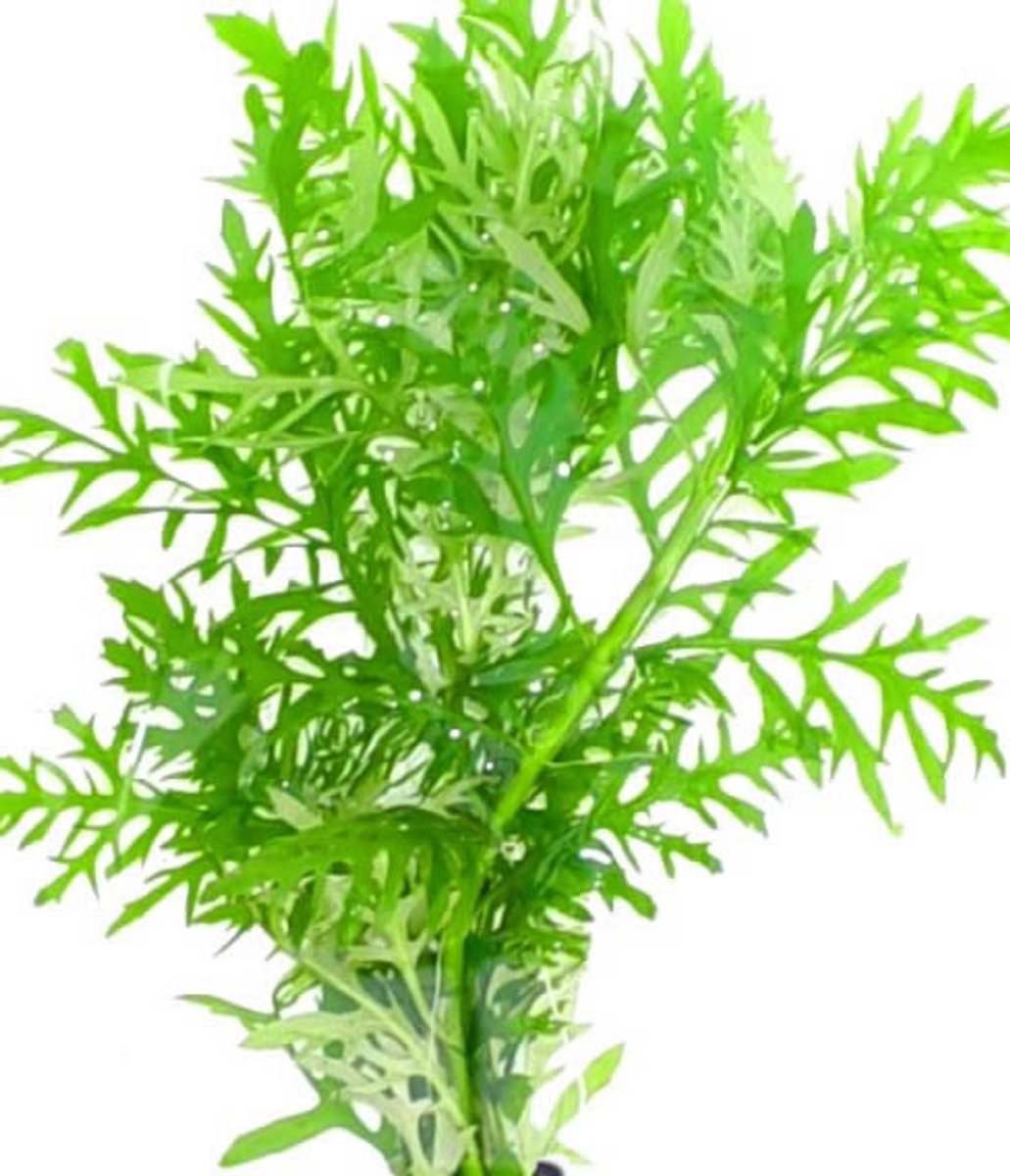 Aquafleur Hygrophila Difformis | Vaantjesplant | in Terracotta Ring
