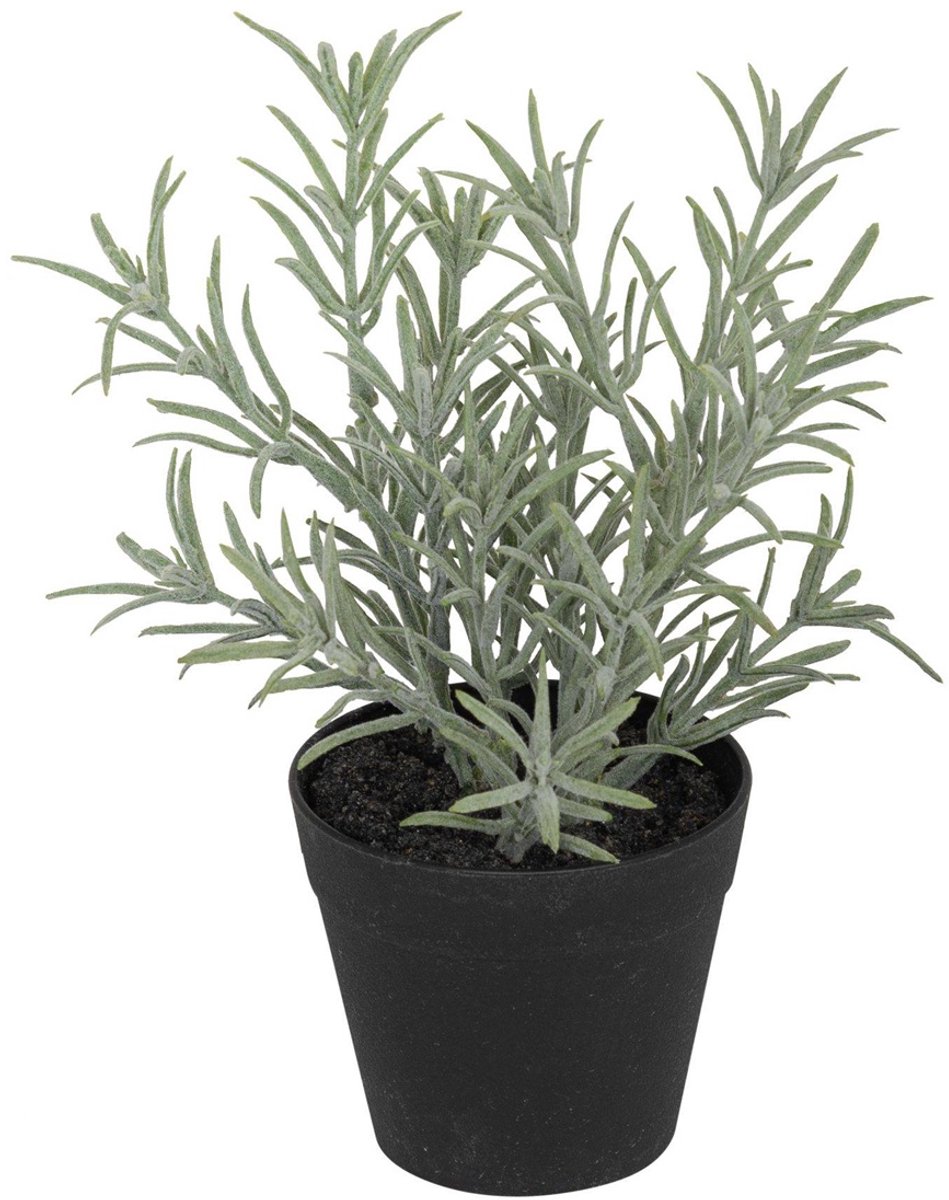 Lavendel in pot, groen/wit 20cm