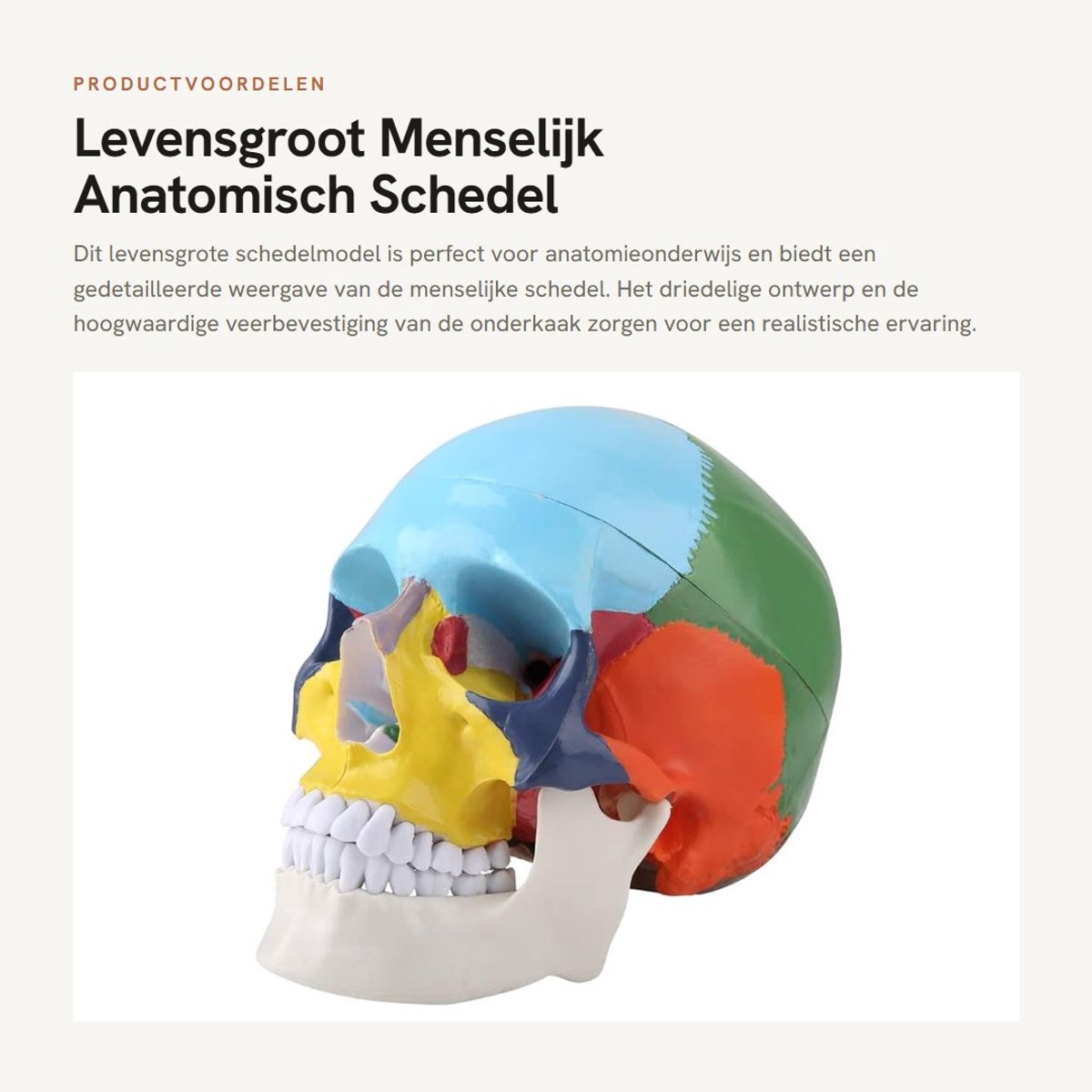 Dailygoods- Schedelmodel 1:1 Levensgroot - Anatomie Model - Gekleurde Schedel - Driedelig - Hoogwaardige Bevestiging - Geschikt voor Klassentraining - Anatomisch Model