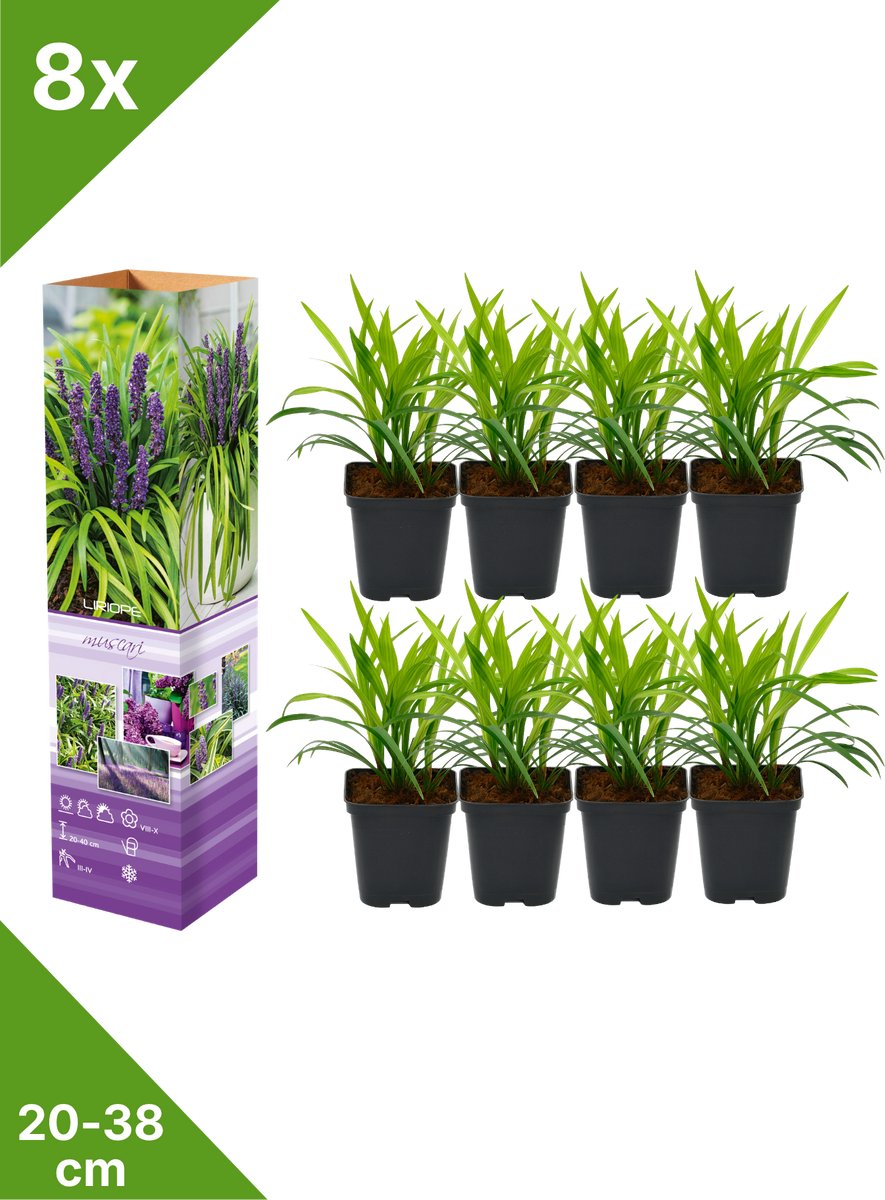 GARDENZO - 8x Leliegras (Liriope muscari 'Big Blue') - in P9 pot