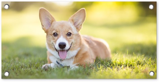 Tuinposter 60x30 cm - Tuindecoratie Welsh Corgi-puppy - Poster voor in de tuin - Buiten decoratie - Schutting tuinschilderij - Tuindoek muurdecoratie - Wanddecoratie balkondoek