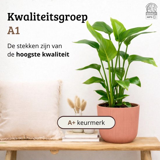 Strelitzia plant met brede groene bladeren in een roze pot op een houten bankje.