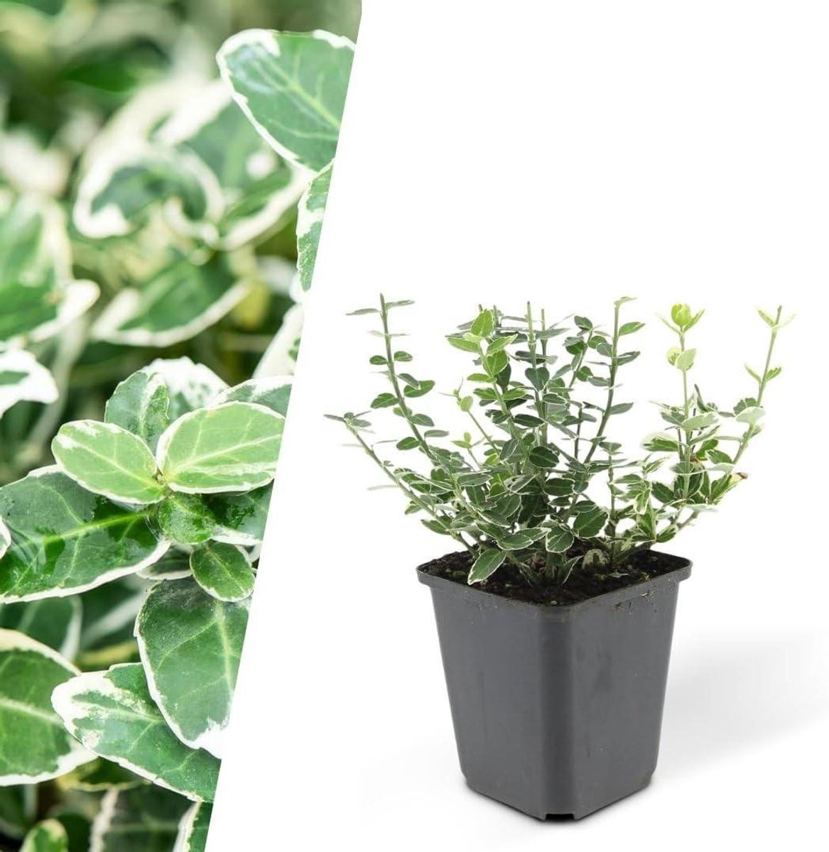 Kardinaalsmuts Planten - Bodembedekker Struik - Tuin Decoratie - Groenblijvend Witrand Blad - 60 Stuks - Groen Wit