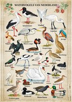 Vintage Poster Watervogels van Nederland - 43 x 61 cm - Kleurmedia® Retro Botanische Collectie 2026 - Posters met Nederlandse Benamingen