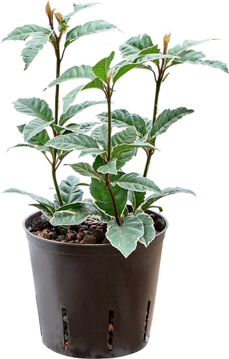 Ardisia malouiana Hydrocultuur - 30cm pot 13cm