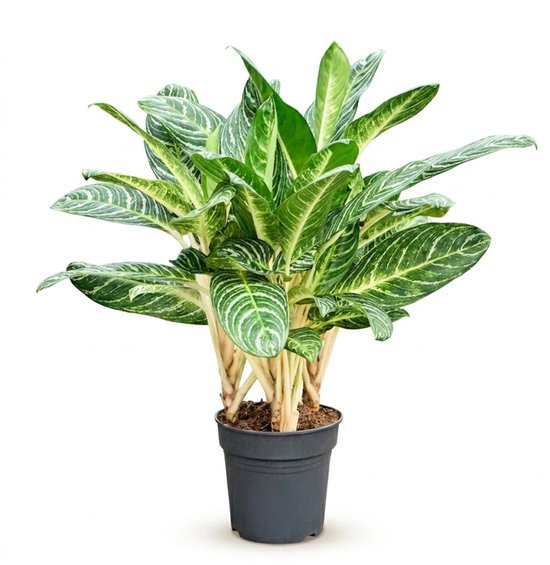Aglaonema Key Lime kopen