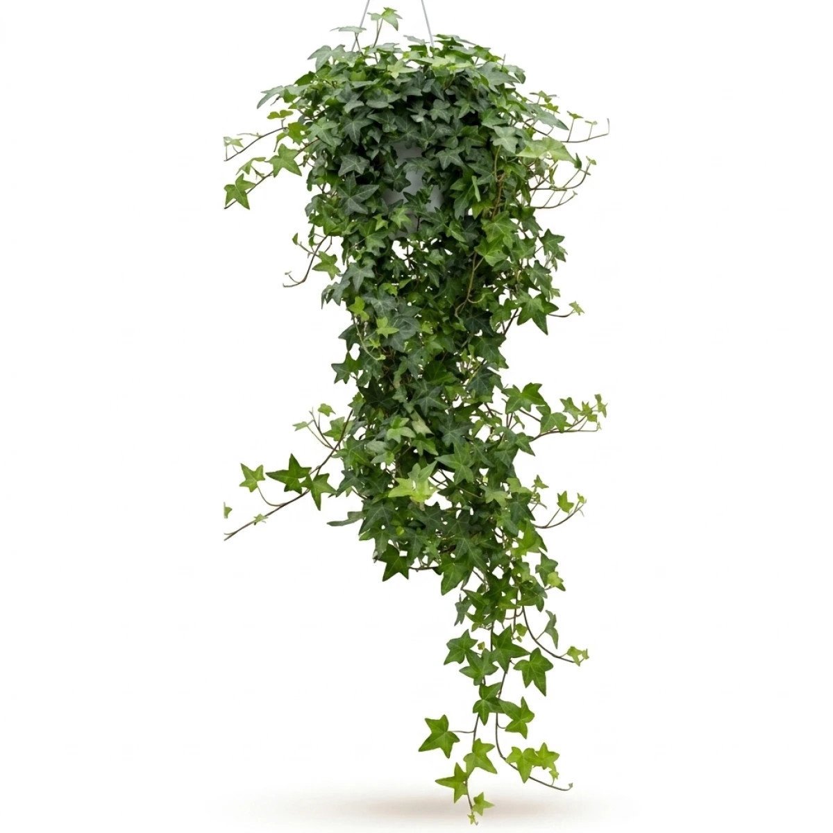 Hedera Pittsburgh | Klimop
