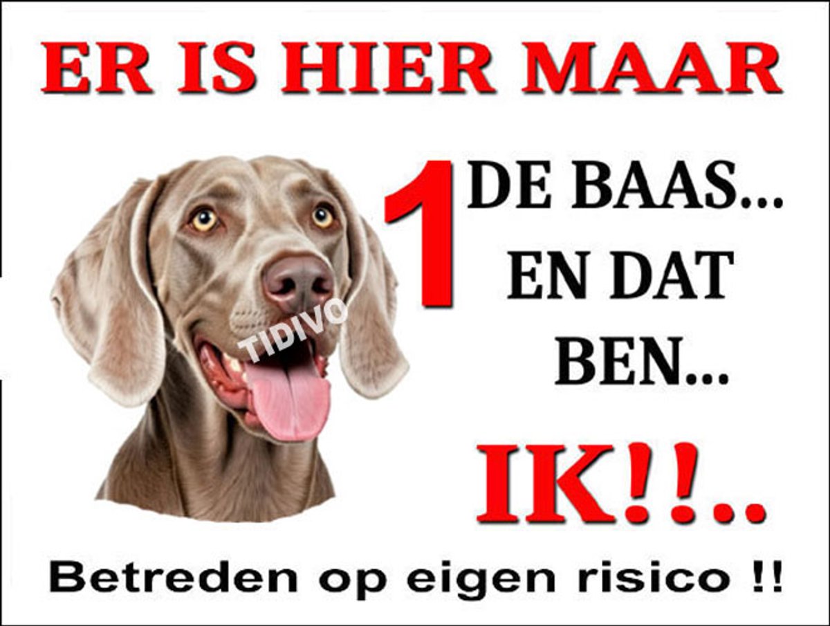 Weimaraner, korthaar 26