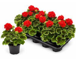 Geranium Staand Rood – Pelargonium Zonale – 6 Stuks – Perkplanten – Rijkbloeiend – Balkonplant – Voor Tuin, Terras en Bloembak