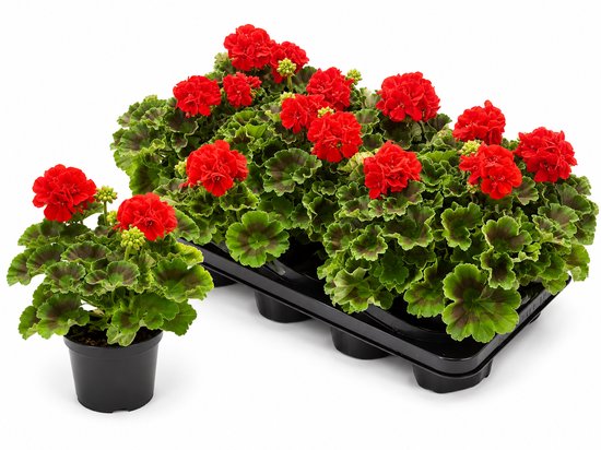 Tuin de Bruijn Geraniums - Staande Pelargonium zonale plant - Rood - 6 stuks
