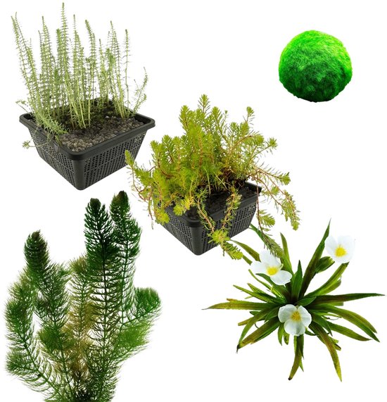 vdvelde.com - Zuurstofplanten Vijver Pakket - M - 500 - 1.250 L - 24 planten voor 500 - 1.250 L - Verhoogt zuurstof en voorkomt algen - Plaatsing: -1 tot -80 cm