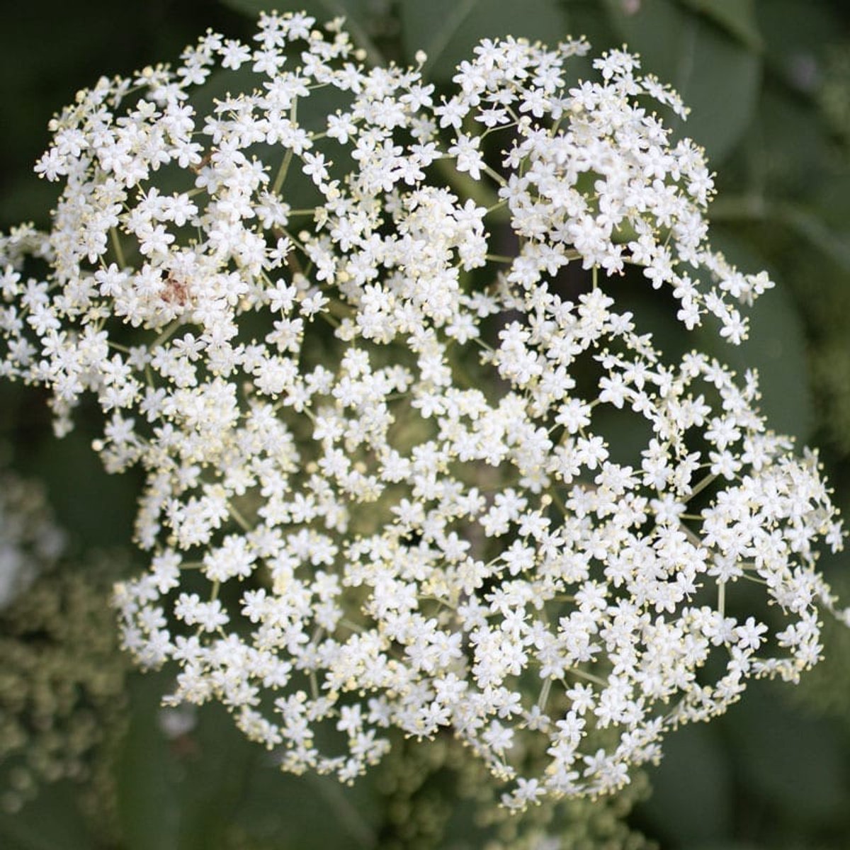 Geurolie - Sambucus - 250 ml