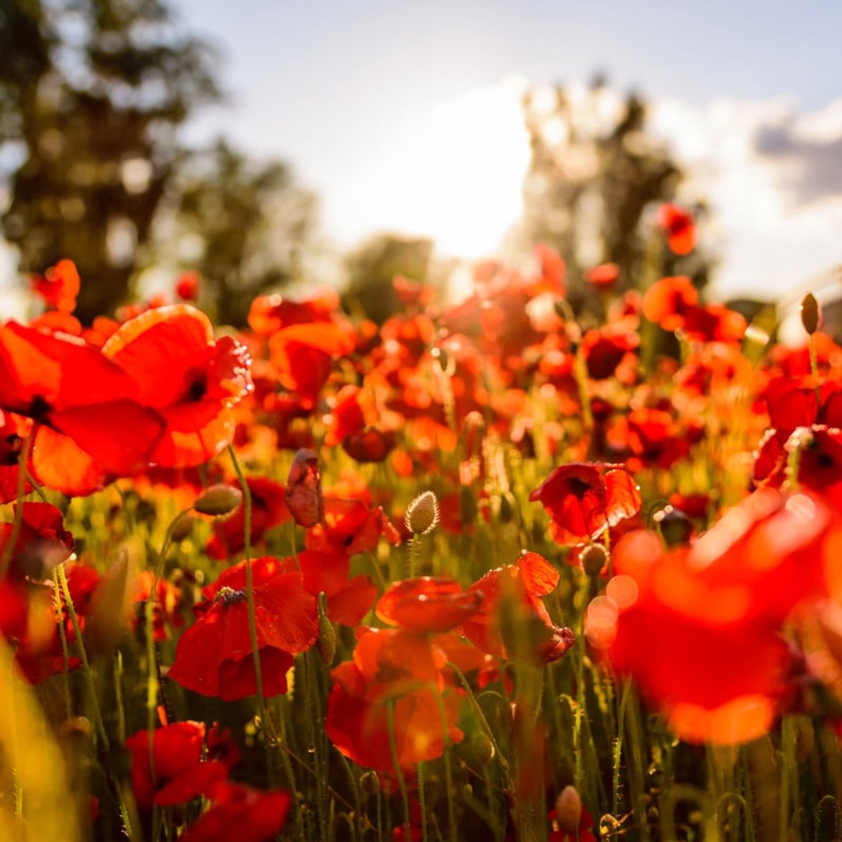 Geurolie - Sunshine Poppies - 250 ml