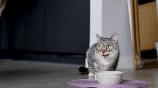 Whiskas Kattenvoer - Adult 1+ - Vis in gelei - Giga-Pack 80x85g