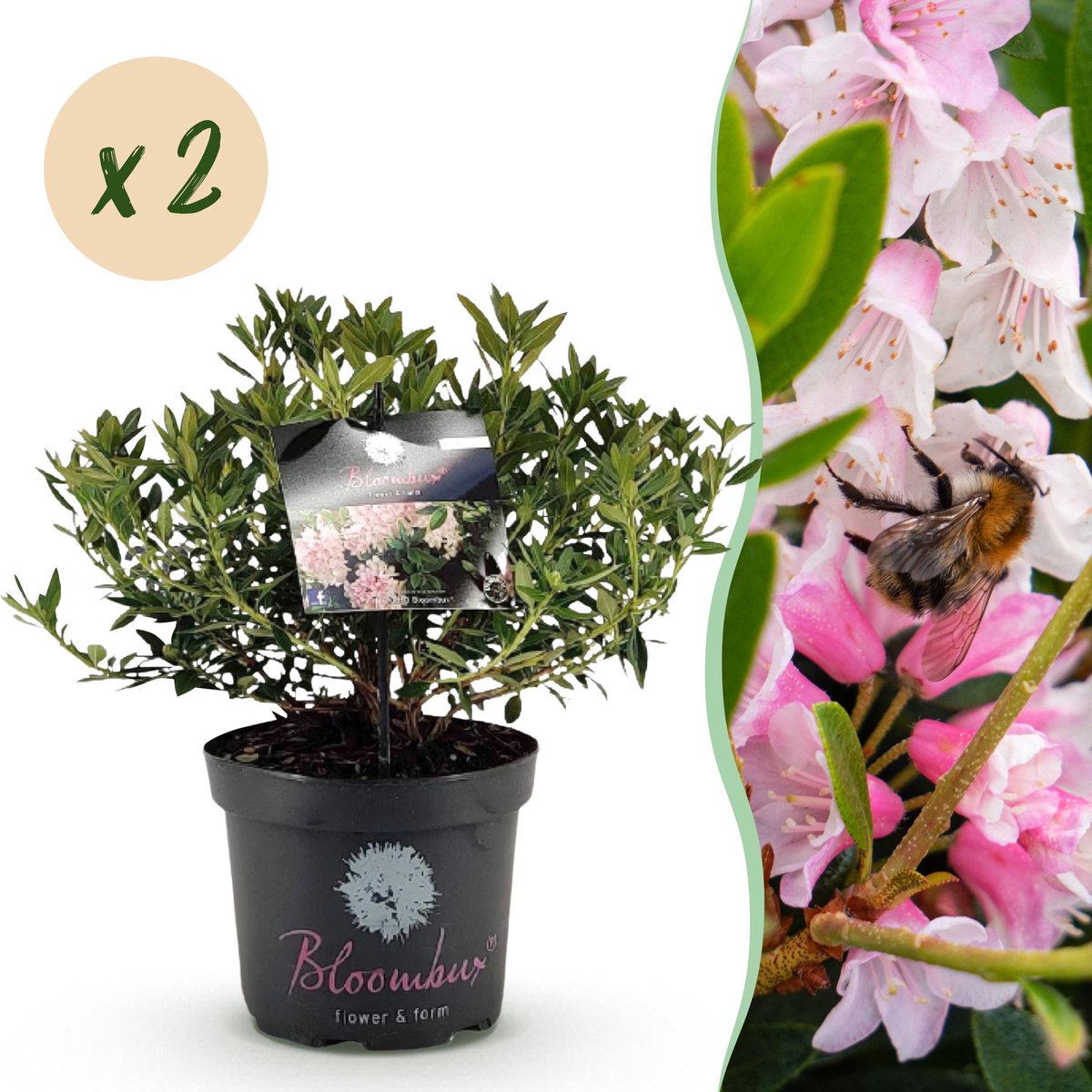 Plantenboetiek.nl | Dwerg Rhododendron - Rhododendron Bloombux Light Pink - Bloeiende Buxus - Weinig Onderhoud - Licht Roze Bloem - 2 Planten - Ø23cm - 45-55cm hoog - Tuinplant