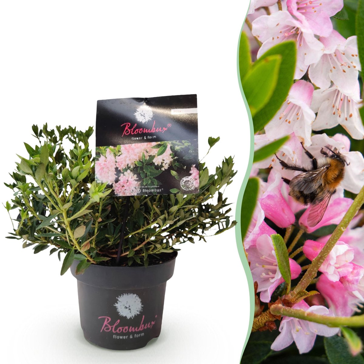 Plantenboetiek.nl | Dwerg Rhododendron - Rhododendron Bloombux Light Pink - Bloeiende Buxus - Weinig Onderhoud - Licht Roze Bloem - Ø17cm - 30-40cm hoog - Tuinplant