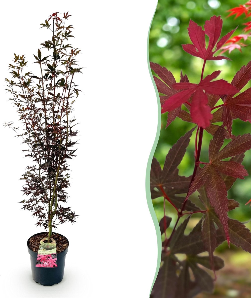 Plantenboetiek.nl | Acer palmatum Skeeters Broom - Japanse Esdoorn - Bladverliezend - Rood - Ø26cm - 80-90cm hoog - Tuinplant