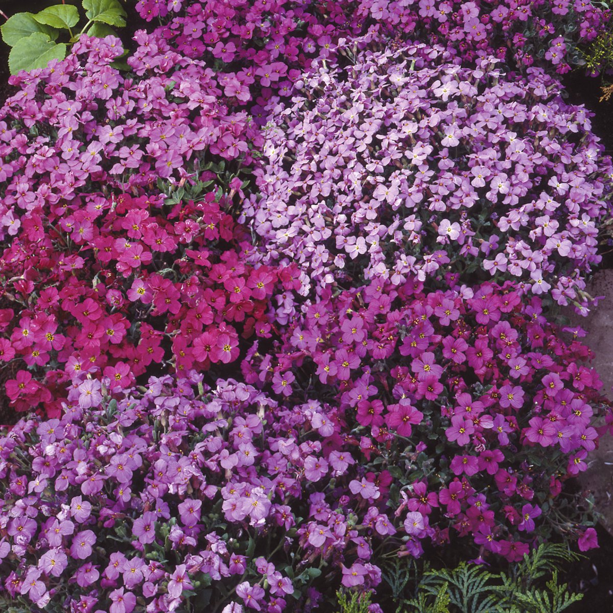 Sluis Garden - Blauwkussen Aubretia Mix