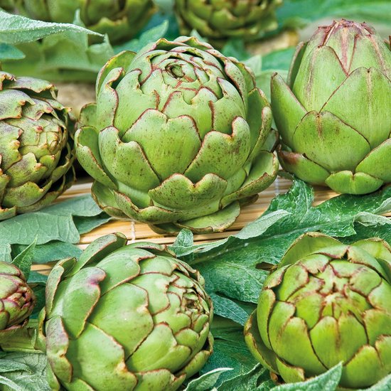 Sluis Garden - Artisjok Vert De Provence